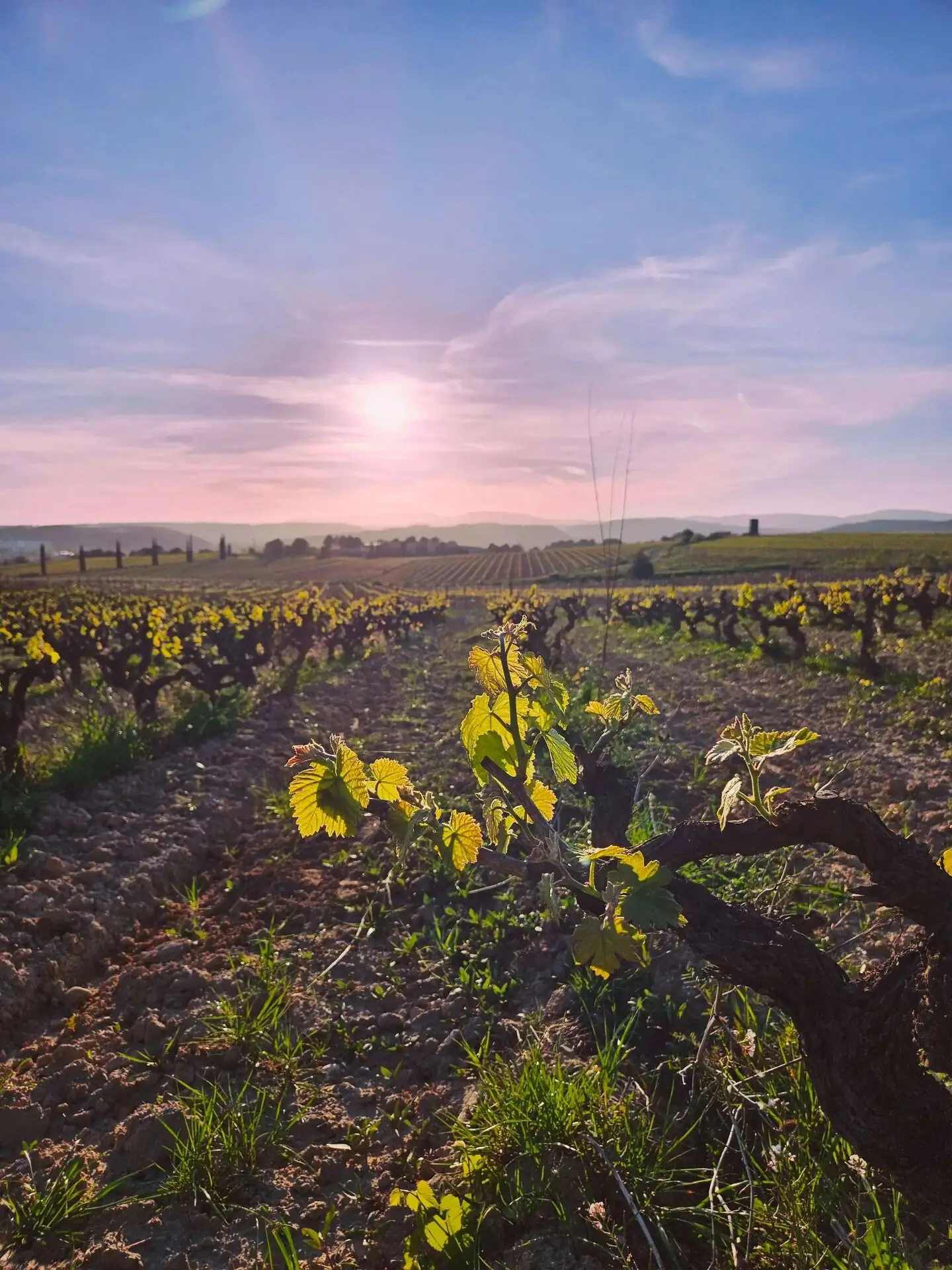 Wineries Near Barcelona